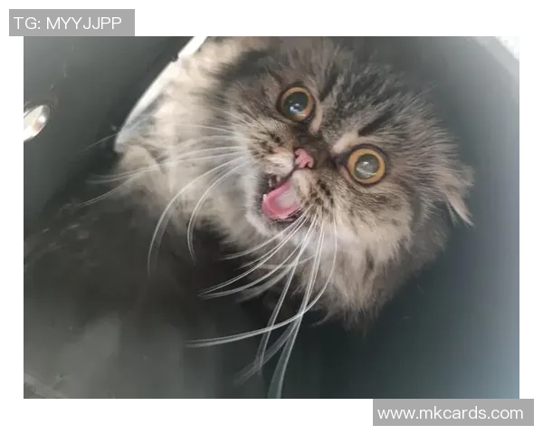 足球明星的猫在球场上大显身手成功进球引发热议